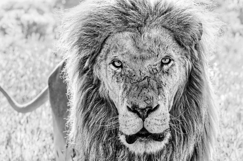 David Yarrow, ‘Scarface’, 2020, Photography, Archival pigment print, A. Galerie