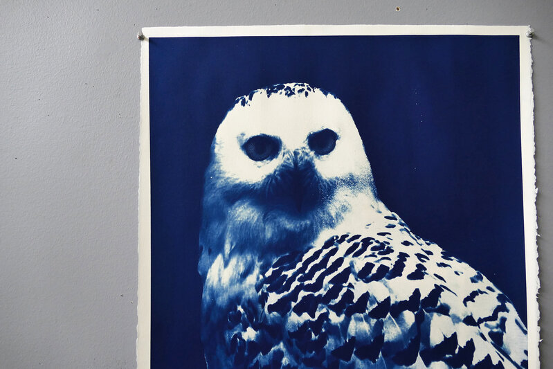 Mariano Chavez, ‘Owl’, 2019, Photography, Cyanotype Arches watercolor paper, James May Gallery