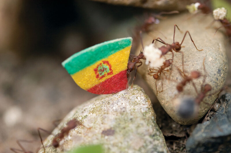 Donna Conlon, ‘Coexistence (ant with Bolivian flag)’, 2008, Photography, Archival pigment print, Diablo Rosso