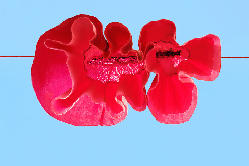 Sally Gall, ‘Red Poppy’, 2014, Photography, Digital pigment print, Robert Klein Gallery