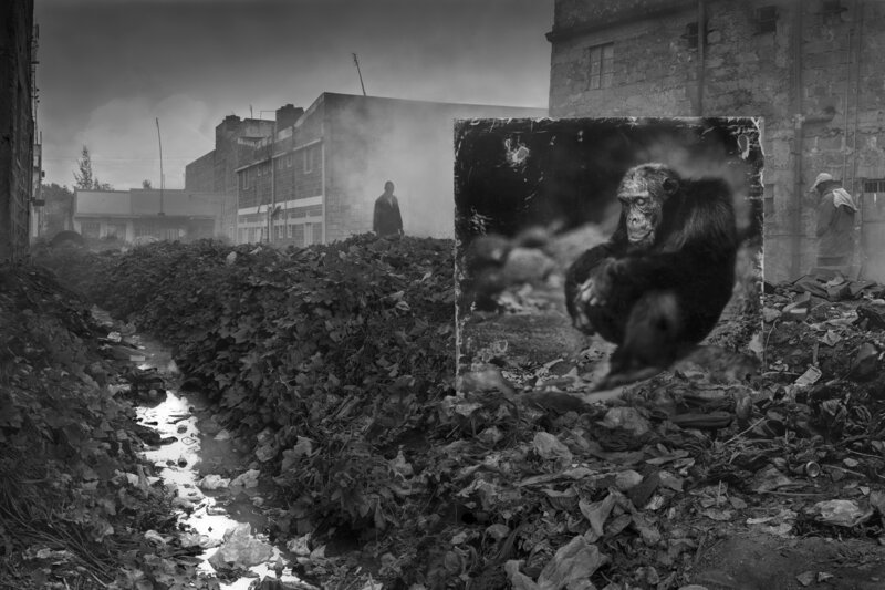 Nick Brandt, ‘'Alleyway with Chimpanzee' Kenya’, 2014, Photography, Archival Pigment Print on Fine Art Paper, Blue Lotus Gallery