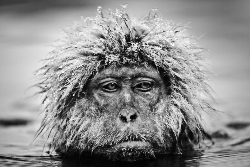 David Yarrow, ‘Grumpy Monkey’, 2013, Photography, Archival Pigment Print, CAMERA WORK