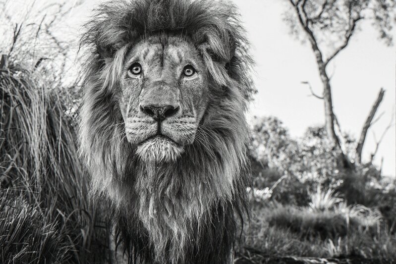 David Yarrow, ‘Kingdom, South Africa’, 2019, Photography, Archival Pigment Photograph, Holden Luntz Gallery