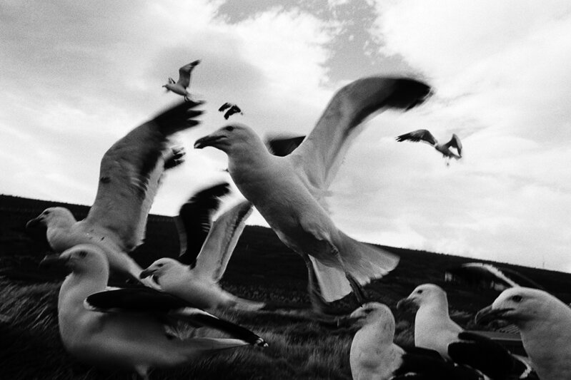Klavdij Sluban, ‘Jours heureux aux îles de la Désolation’, 2012, Photography, Silver gelatin print, °CLAIRbyKahn Galerie