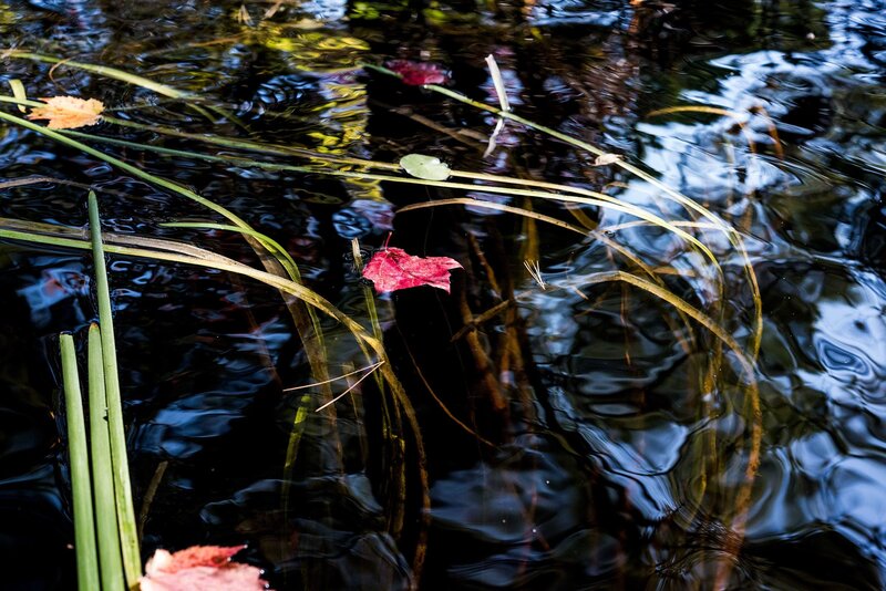 Sage Sohier, ‘Immersed & Submerged’, 2018, Photography, Archival digital pigment print, Robert Klein Gallery