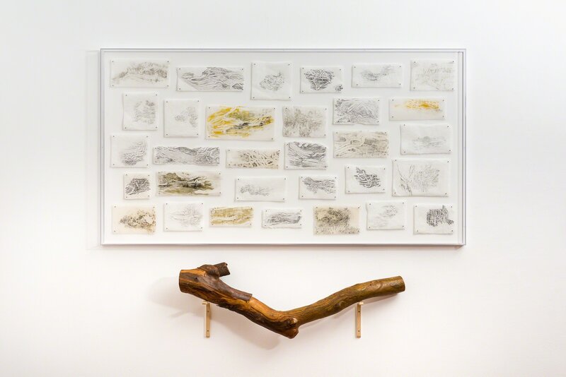 John Wolseley, ‘The Fallen Warrior’, 2018, Sculpture, Beetle engraved branch and 31 graphite rubbings and relief prints from that branch, Roslyn Oxley9 Gallery