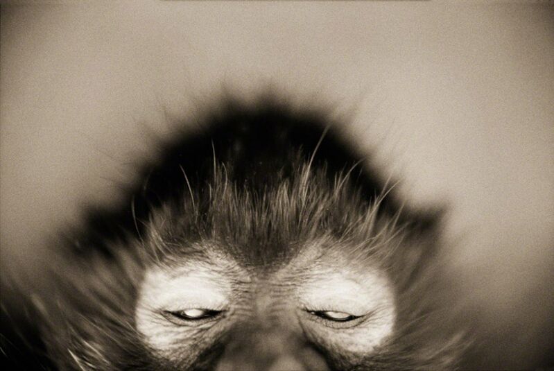 Henry Horenstein, ‘White-cheeked Spider Monkey (Ateles marginatus)’, ca. 1995-2001, Photography, Chromogenic print, CLAMP