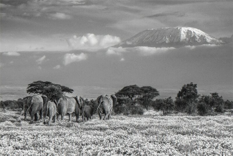 David Yarrow, ‘The Garden Of Eden ’, 2018, Photography, Archival Pigment Print, Maddox Gallery