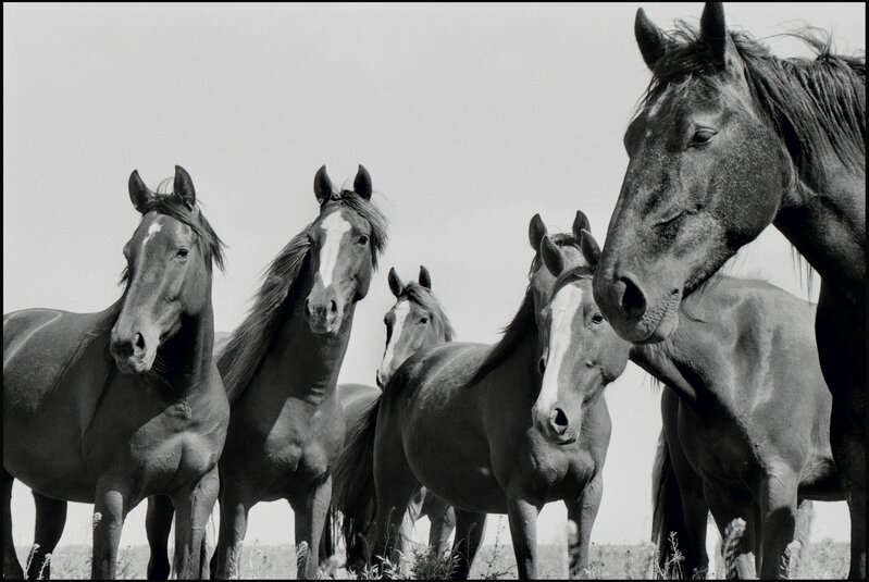 René Burri, ‘Wild Horses, Argentina’, 1958, Photography, Gelatin Silver Print, Atlas Gallery