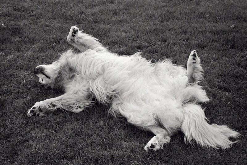 Priscilla Rattazzi, ‘Luna on the Lawn, East Hampton’, 2008, Photography, Archival Pigment Print, Staley-Wise Gallery