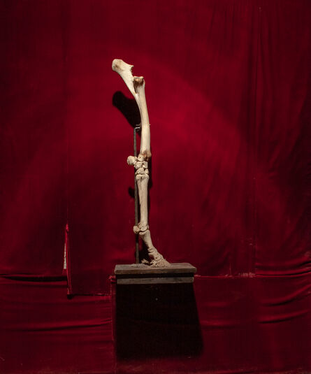 Todd Murphy, ‘Untitled (Horse Leg Red Background) ’, 2007