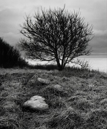 Alexandra de Steiguer, ‘Tree, Star Island’, 2006