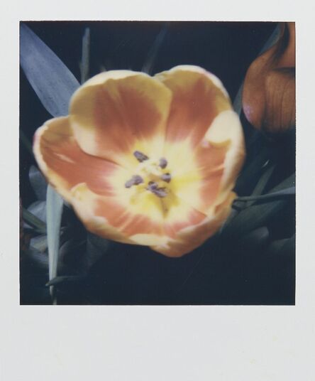 Nobuyoshi Araki, ‘Untitled Polaroid (tulip)’