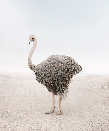 Alice Zilberberg, ‘Onward Ostrich’, 2020