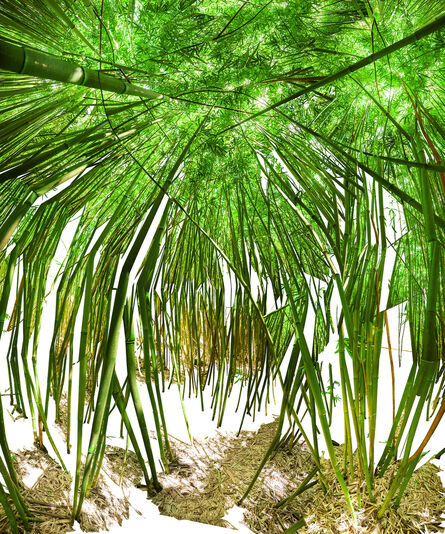 Raissa Venables, ‘Bamboo Room’, 2014
