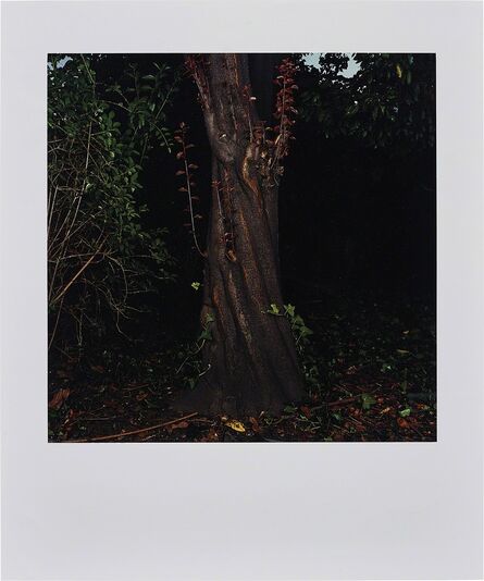 Sarah Jones, ‘The Park (Beech) III’, 2003