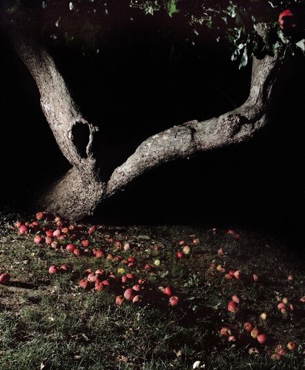 Jocelyn Lee, ‘Apple Tree at Night’, 2016