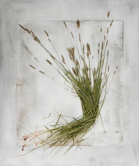 Alida Fish, ‘Bent Grass’, 2018
