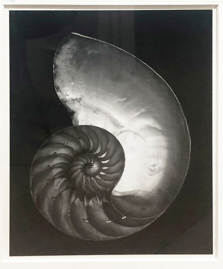 Edward Weston, ‘Chambered Nautilus (Shell), - printed later by Cole Weston’, 1927