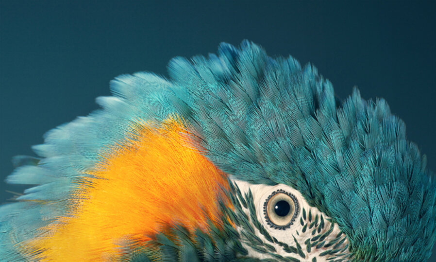 Blue Throated Macaw