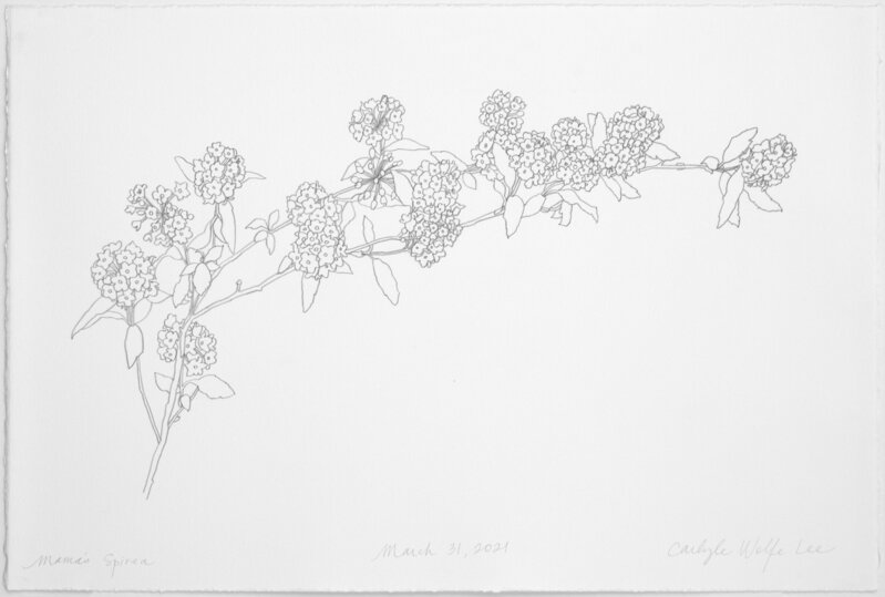Carlyle Wolfe Lee, ‘Mama's Spirea 3-31-21’, 2021, Drawing, Collage or other Work on Paper, Graphite on paper, Spalding Nix Fine Art