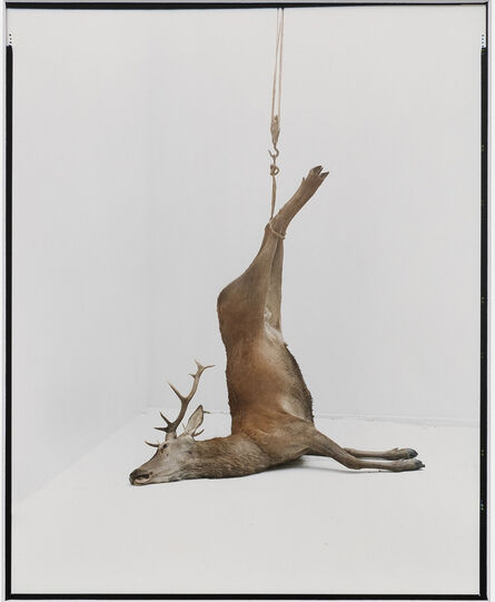 Eric Poitevin, ‘Sans titre (Cerfs, mouflon, daim, domaine de Belval)’, 2005-2020