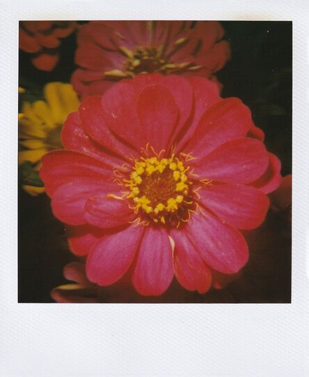 Nobuyoshi Araki, ‘Flower polaroid’, ca. 2004
