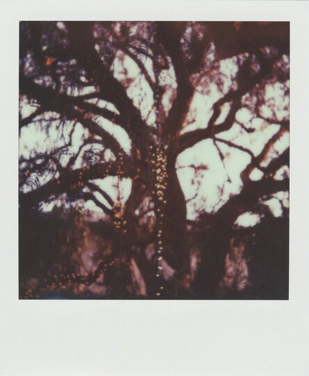 Stuart Sandford, ‘The trees are full of fairy lights’, 2014