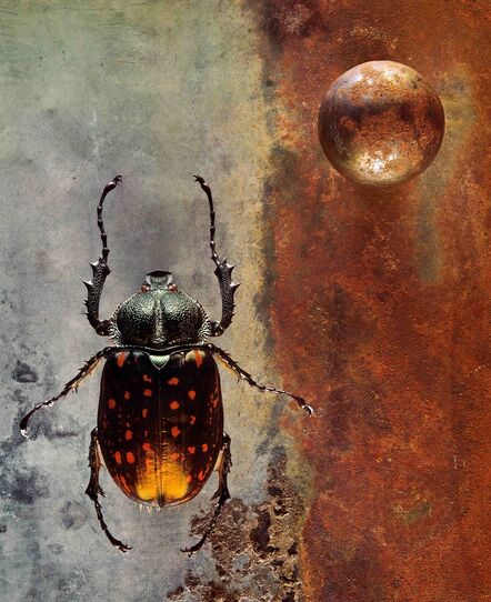 Jo Whaley, ‘Coleoptera’
