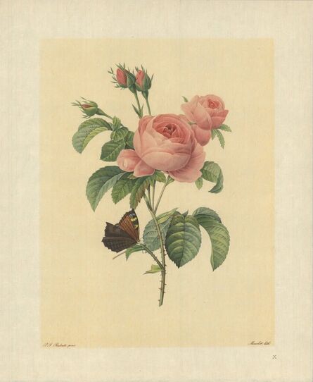 Pierre Joseph Redouté, ‘Rosier a Cent Feuilles (Rosa Centifolia)’, 1939