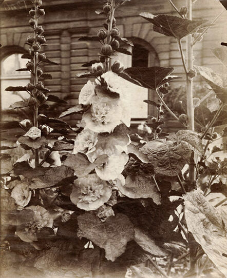 Eugène Atget, ‘Flowers (Hollyhocks)’, 1900c/1900c