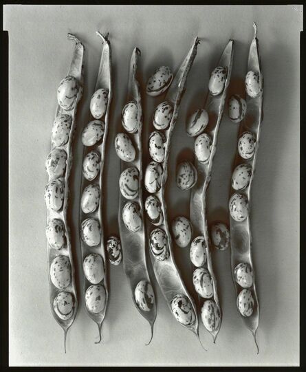 Olivia Parker, ‘Shell Beans’, 1977