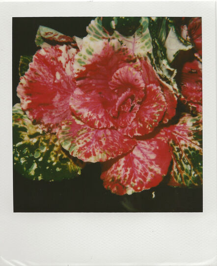 Nobuyoshi Araki, ‘Polaroid’, 2000-2005