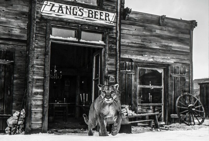 David Yarrow, ‘Wild West’, Photography, Visions West Contemporary