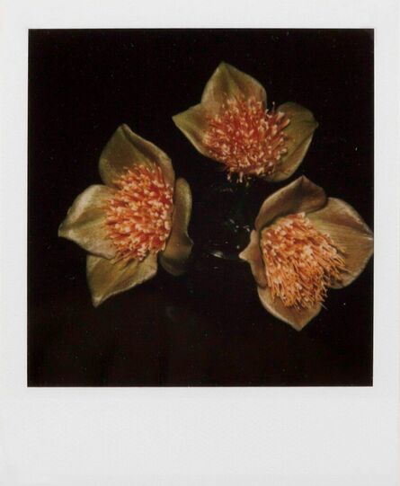 Nobuyoshi Araki, ‘Flowers’, ca. 2000