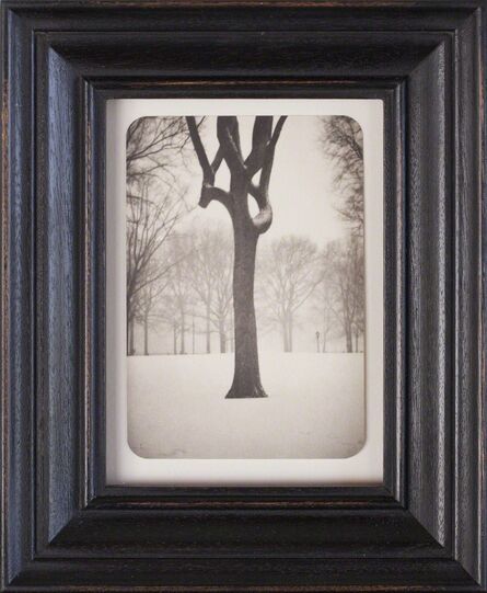 Jefferson Hayman, ‘Tree, Central Park’, 2007