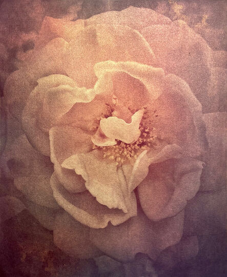 Wendi Schneider, ‘Tudor Rose’, 2017