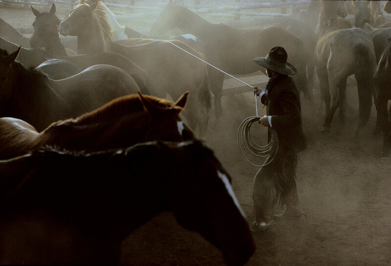 William Albert Allard, ‘IL Buckaroo Ricky Morris Wrangling Horses, Nevada’, 1979, Photography, Archival pigment ink print, Obscura Gallery