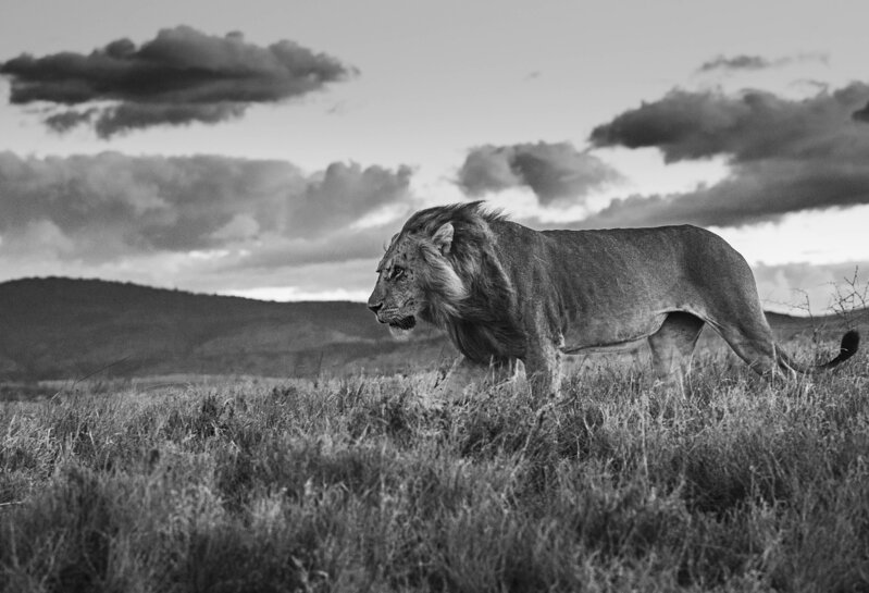David Yarrow, ‘The Late Shift’, 2017, Photography, Archival Pigment Print, CAMERA WORK