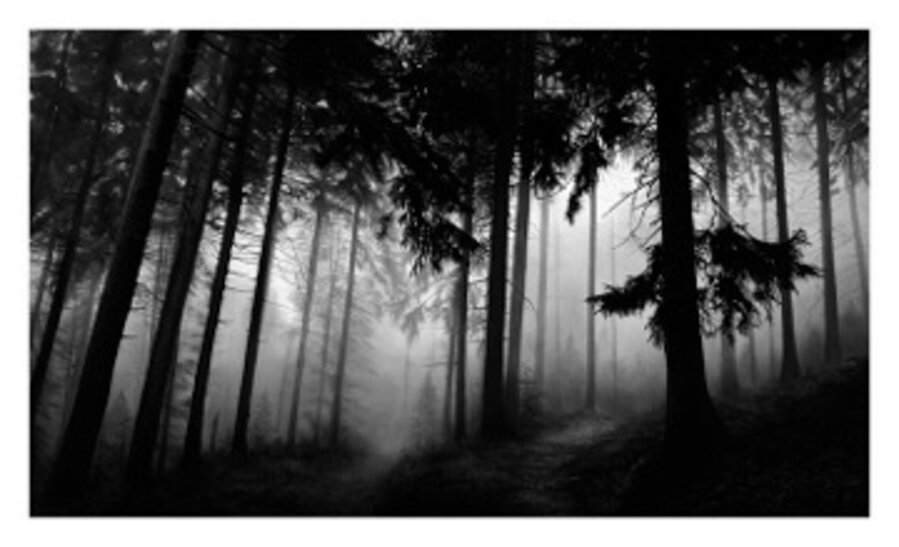 Untitled (Fairmont Forest)