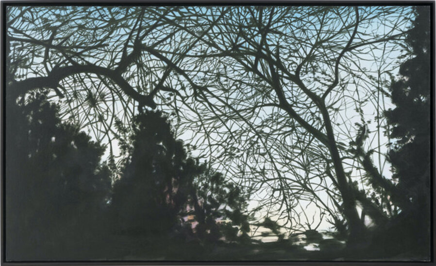 Silhouetted Branches