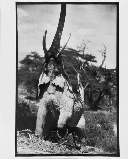 Peter Beard, ‘Charge D'éléphant’, 1965
