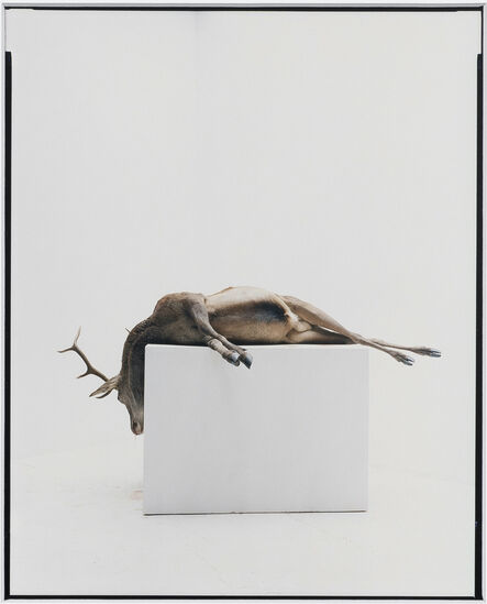 Eric Poitevin, ‘Sans titre (Cerfs, mouflon, daim, domaine de Belval)’, 2010-2020