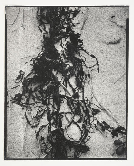 Paul Strand, ‘Dried Seaweed, New England’, 1946