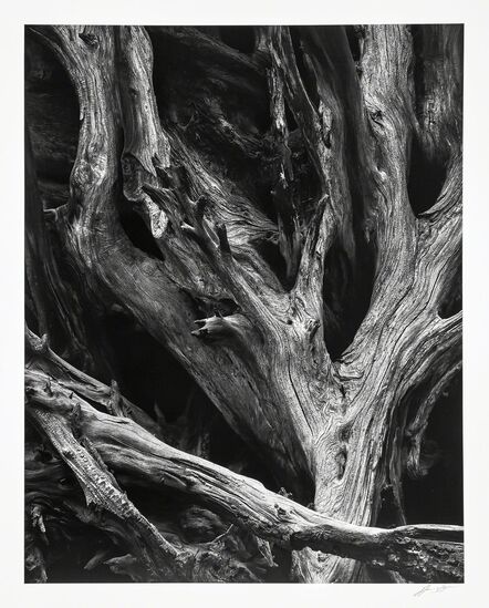 Ansel Adams, ‘Sequoia Gigante Roots, Yosemite National Park’, 1950