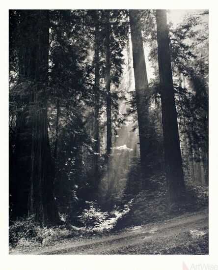 N.R. Farbman, ‘Redwood Forest’, 1972