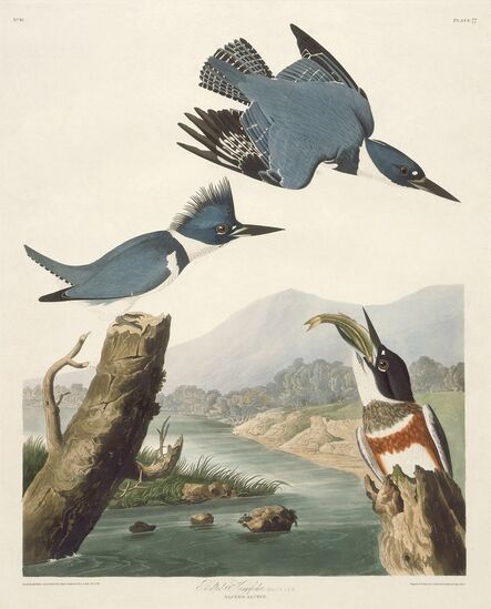 Robert Havell after John James Audubon, ‘Belted Kingsfisher’, 1830