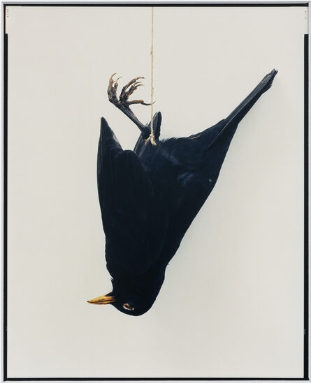 Eric Poitevin, ‘Sans titre (Oiseaux)’, 2012-2020