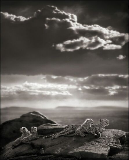 Nick Brandt, ‘Cheetah & Cubs Lying on Rock, Serengeti 2007’, 2007