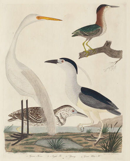 John G. Warnicke after Alexander Wilson, ‘Green Heron, Night Heron, Young Heron, and Great White Heron’, published 1808-1814